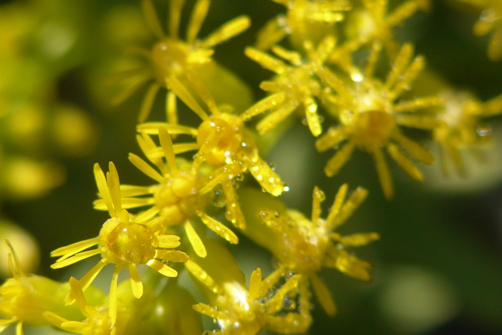 P1390173　セイタカアワダチソウ