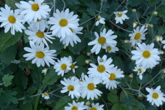 P1370133　菊