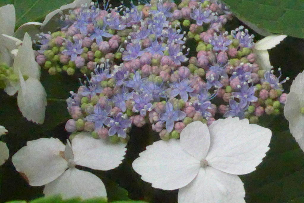 P1380623　アジサイ