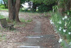 P1170527　ユリの散歩道