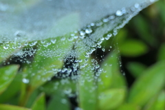 P1068904　蜘蛛の糸と雫
