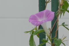 P1390005　朝顔