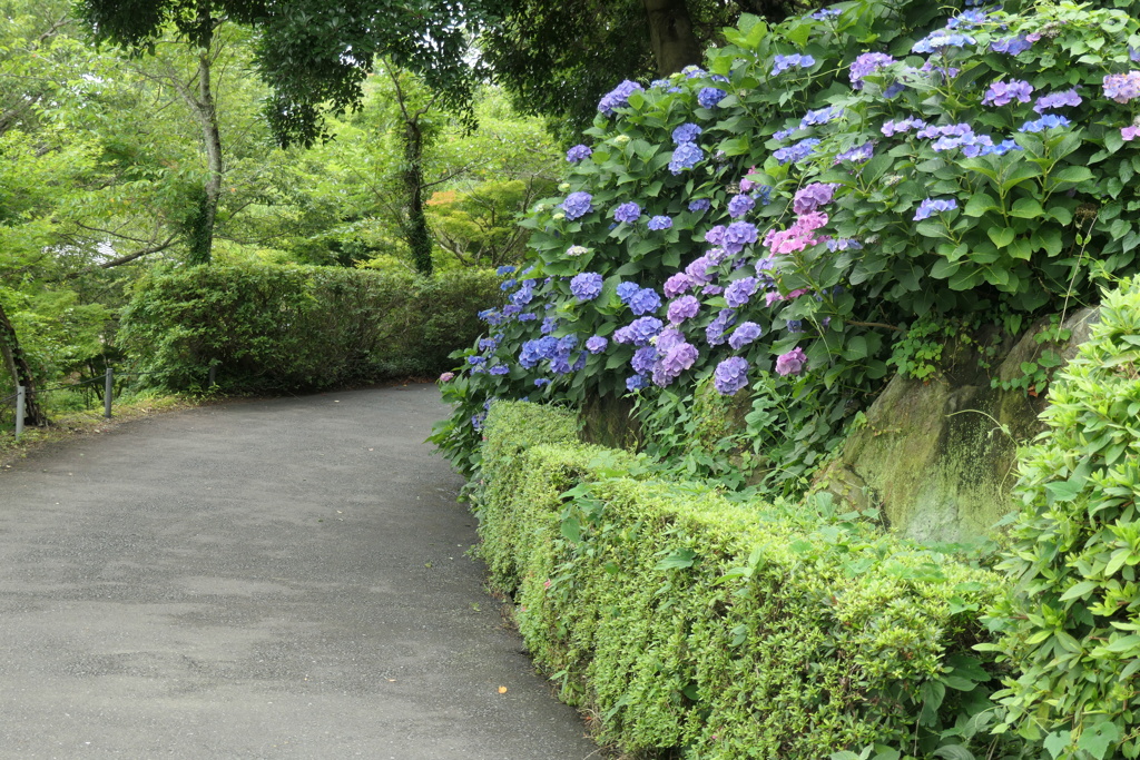 P1023982　可睡ゆりの園にて