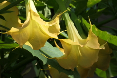 P1012665　輝くラッパ