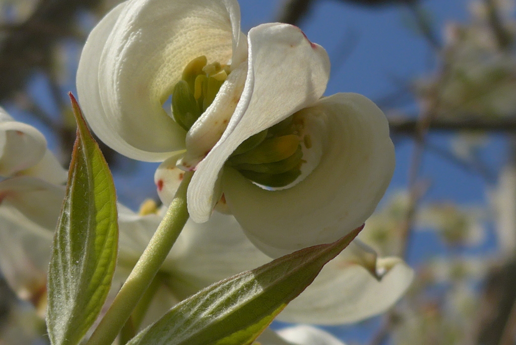 P1380279　どちらの星から～？