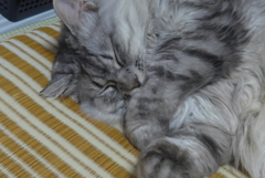P1100357　ねむりねこ