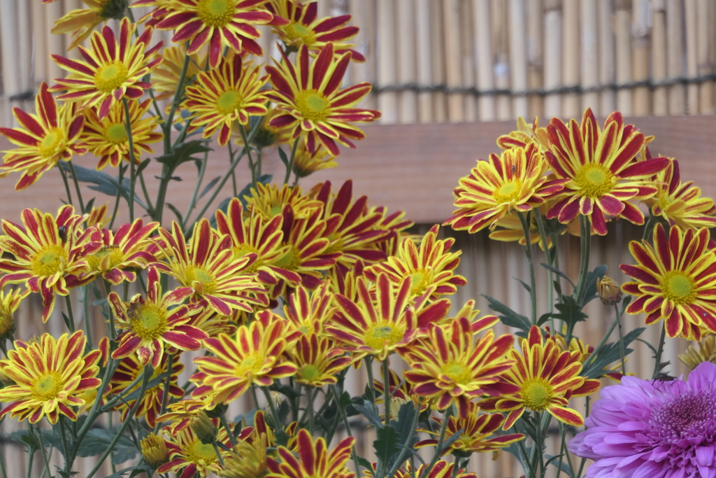 P1069490　菊