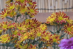 P1069490　菊