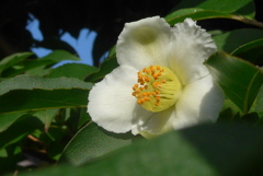 P1300422　ヒメシャラ