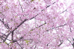 P1130944　河津桜