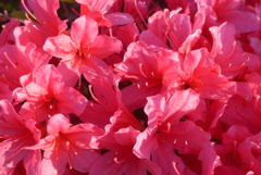 P1210593　愛の喜び（花言葉）