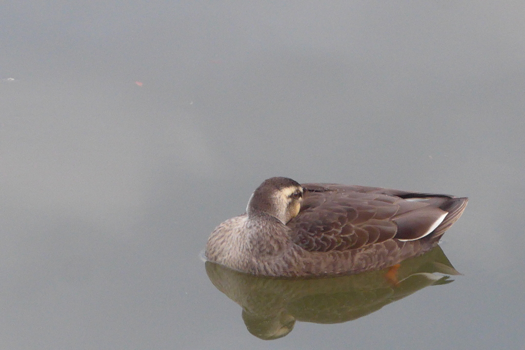 P1390357　カモさん
