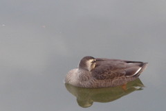 P1390357　カモさん