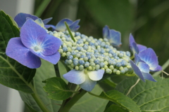 P1080291　紫陽花