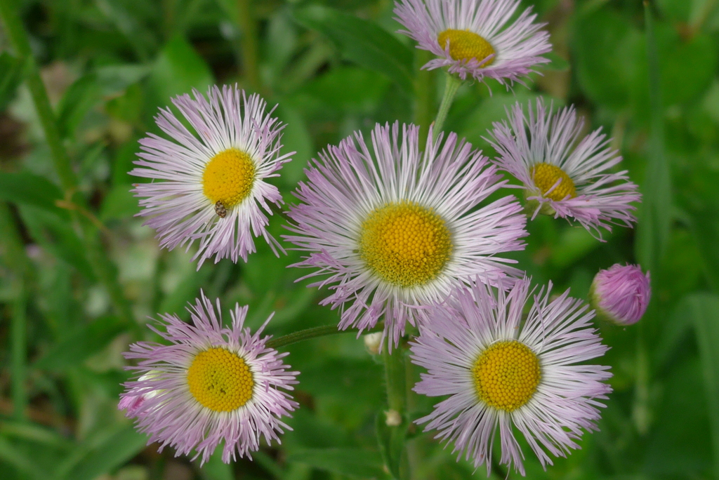 P1220196　野の花