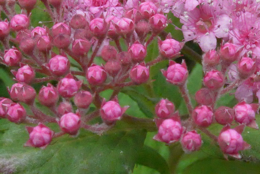 P1330264　シモツケ