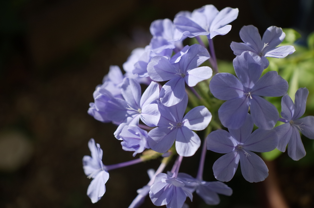 R0353717　朝の光に