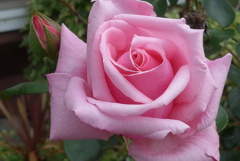 P1270005　薔薇