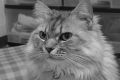 P1130748 (2)　猫の日