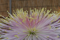 P1120423　「菊まつり」にて