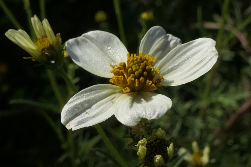 P1080905　ウインターコスモス