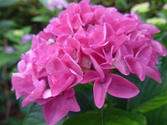 P1100073　あじさい