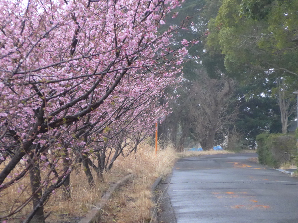 P1070510　雨の散歩道
