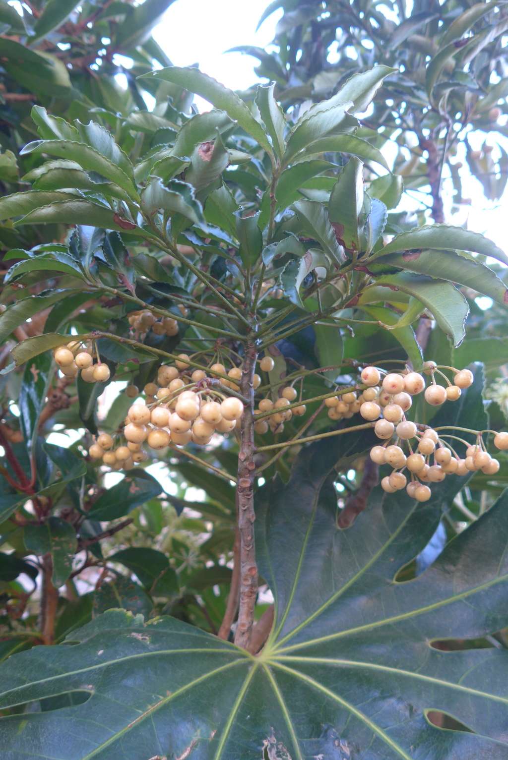 P1390420　白いマンリョウ