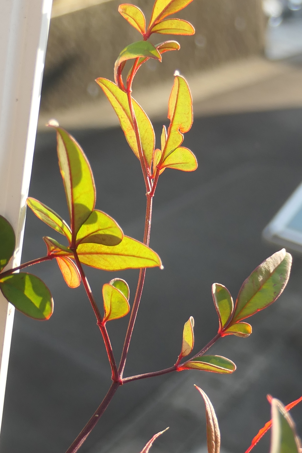 P1081004　ナンテン