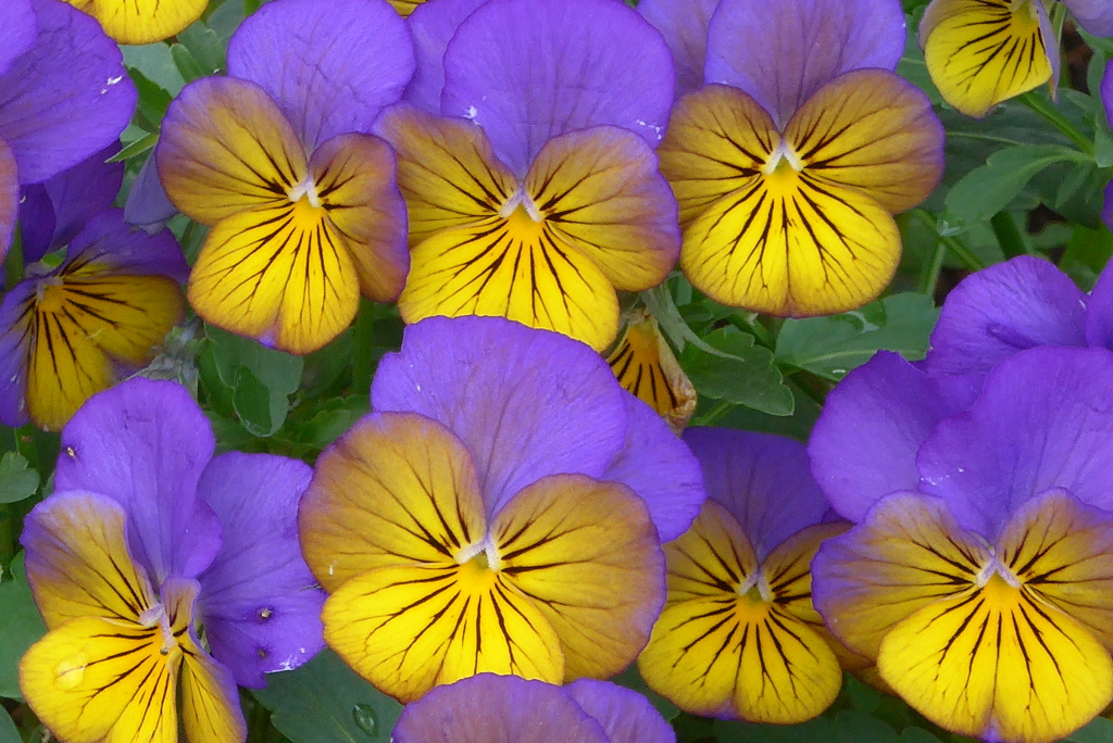 P1210884　ビオラ