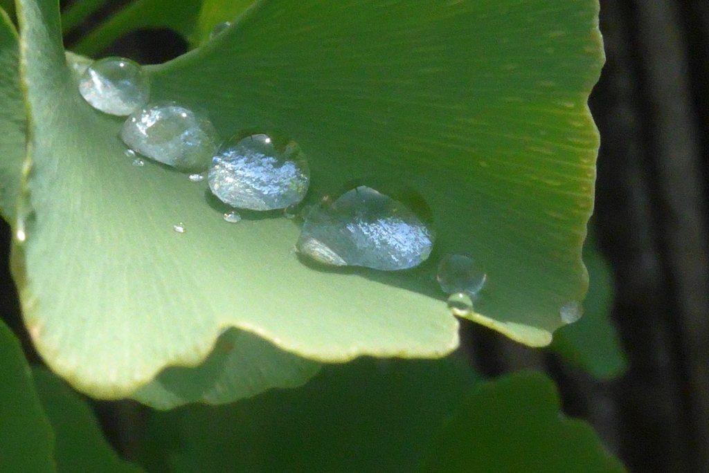 P1230771　水玉