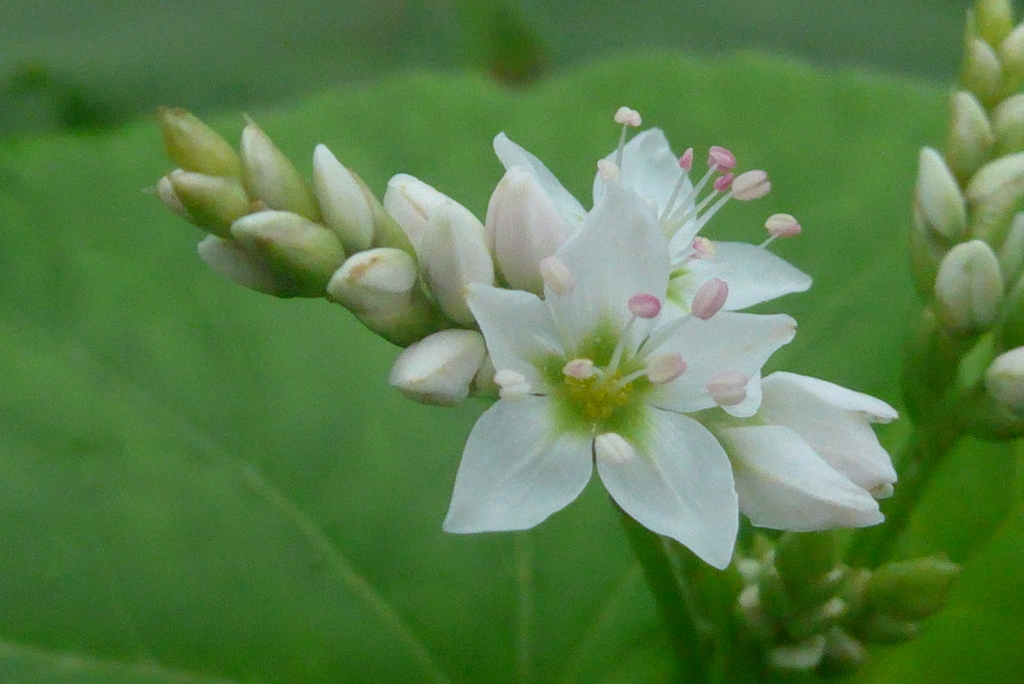 P1230656　ソバの花