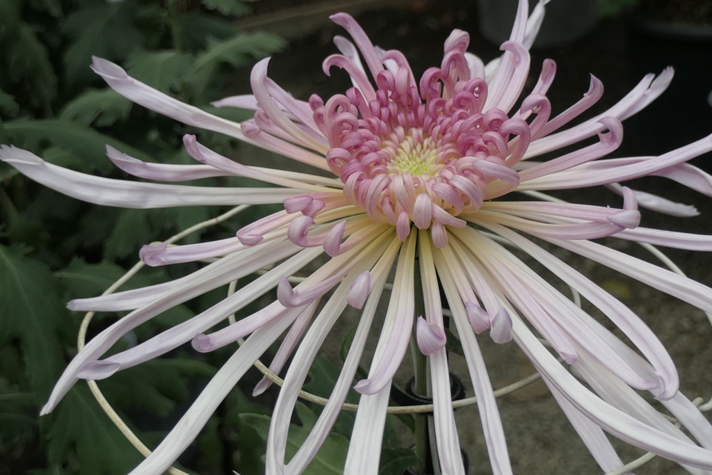 P1069479　菊