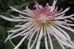 P1069479　菊