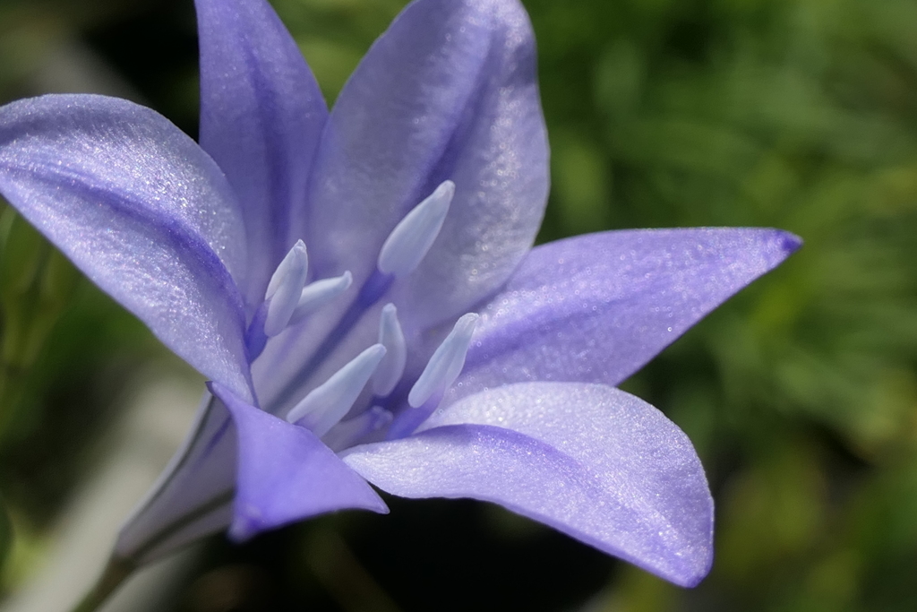 P1045880　淡い恋（花言葉）