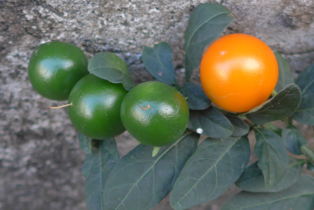 P1390316　ブローチ