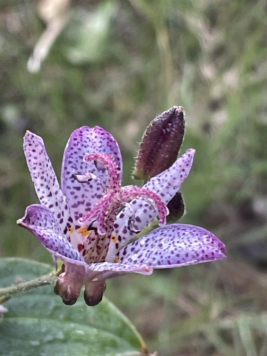 IMG_0280　ホトトギス