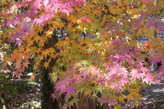 P1069622　紅葉