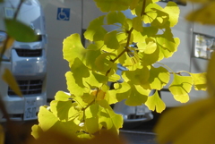 P1390287　イチョウ