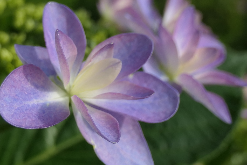 P1023805　紫陽花