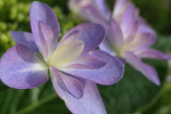 P1023805　紫陽花