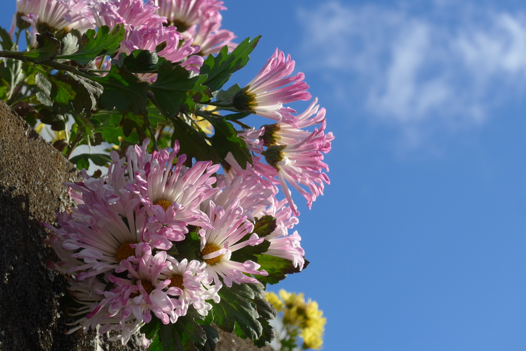 P1390311　冬の空と残菊