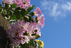 P1390311　冬の空と残菊