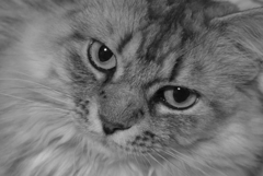 P1090923　ねこさん