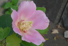 P1360393　芙蓉