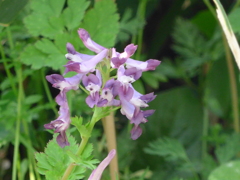 P1140594　野の花