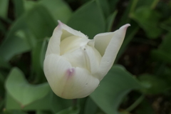P1079849　純真