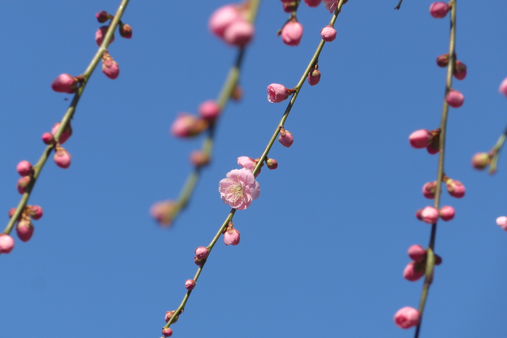 P1320093　春の風に