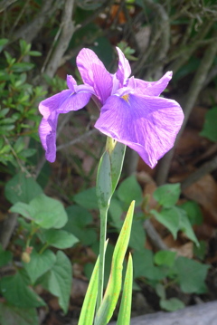 P1230600　花菖蒲