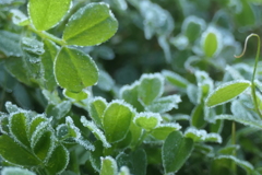 P1081030　霜飾り